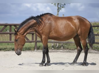 PRE Mix, Stute, 5 Jahre, 174 cm, Brauner