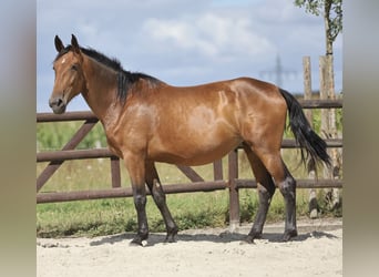 PRE Mix, Stute, 5 Jahre, 174 cm, Brauner