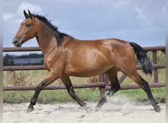 PRE Mix, Stute, 5 Jahre, 174 cm, Brauner