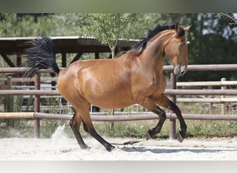 PRE Mix, Stute, 5 Jahre, 174 cm, Brauner