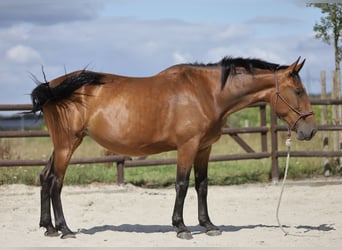 PRE Mix, Stute, 5 Jahre, 174 cm, Brauner