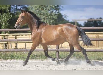 PRE Mix, Stute, 5 Jahre, 174 cm, Brauner