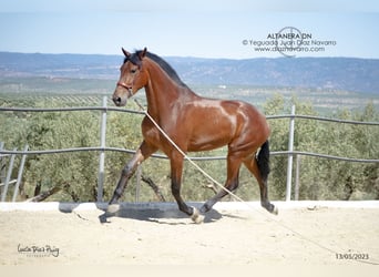 PRE Mix, Stute, 5 Jahre, 177 cm, Brauner