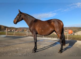 PRE, Stute, 5 Jahre, Brauner
