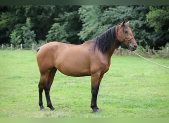 PRE, Stute, 5 Jahre, Brauner