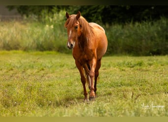 PRE, Stute, 6 Jahre, 151 cm, Fuchs