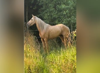PRE Mix, Stute, 6 Jahre, 154 cm, Palomino