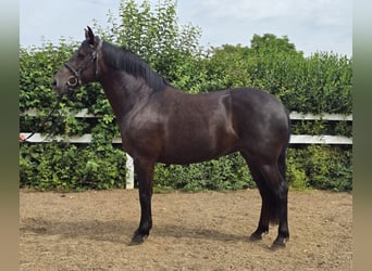 PRE Mix, Stute, 6 Jahre, 155 cm, Rappe