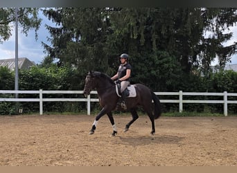 PRE Mix, Stute, 6 Jahre, 155 cm, Rappe