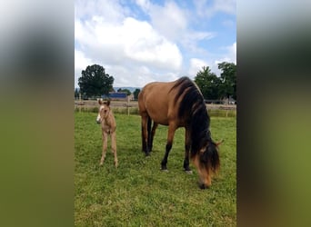 PRE Mix, Stute, 6 Jahre, 157 cm, Falbe