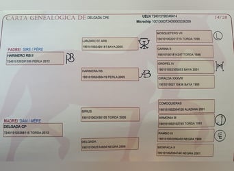 PRE Mix, Stute, 6 Jahre, 157 cm, Falbe
