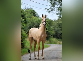 PRE, Stute, 6 Jahre, 158 cm, Palomino