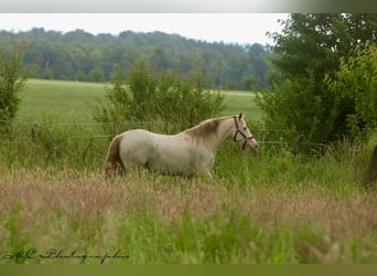 PRE, Stute, 6 Jahre, 158 cm, Pearl