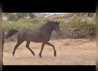 PRE, Stute, 6 Jahre, 158 cm, Rappe