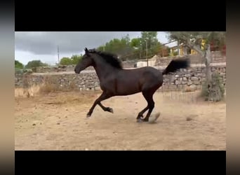 PRE, Stute, 6 Jahre, 158 cm, Rappe