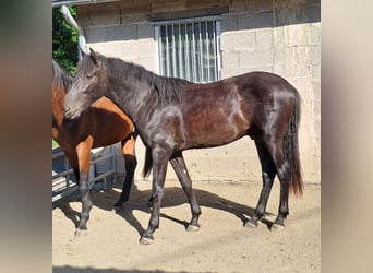 PRE, Stute, 6 Jahre, 158 cm, Rappe