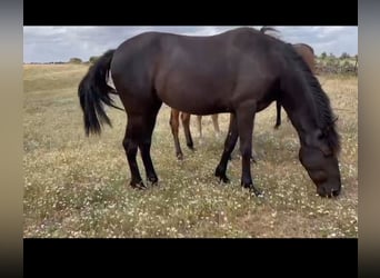PRE, Stute, 6 Jahre, 158 cm, Rappe