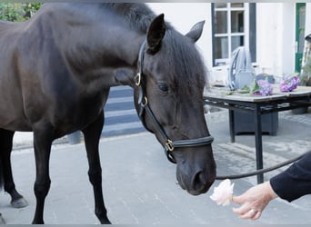 PRE Mix, Stute, 6 Jahre, 158 cm, Rappe