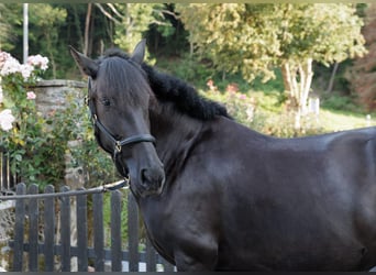 PRE Mix, Stute, 6 Jahre, 158 cm, Rappe