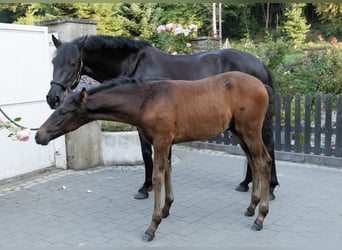PRE Mix, Stute, 6 Jahre, 158 cm, Rappe