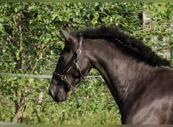 PRE Mix, Stute, 6 Jahre, 158 cm, Rappe
