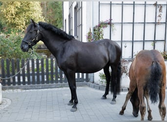 PRE Mix, Stute, 6 Jahre, 158 cm, Rappe