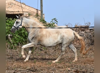 PRE Mix, Stute, 6 Jahre, 158 cm, Schimmel