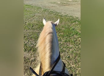 PRE, Stute, 6 Jahre, 159 cm, Perlino