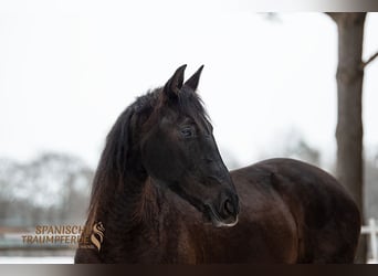 PRE, Stute, 6 Jahre, 159 cm, Rappe