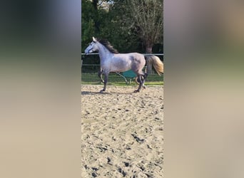 PRE Mix, Stute, 6 Jahre, 160 cm, Apfelschimmel