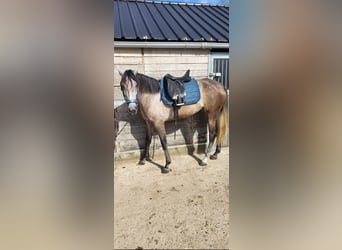 PRE Mix, Stute, 6 Jahre, 160 cm, Apfelschimmel