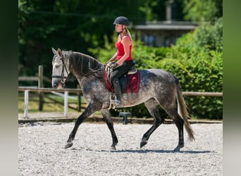 PRE Mix, Stute, 6 Jahre, 160 cm, Apfelschimmel
