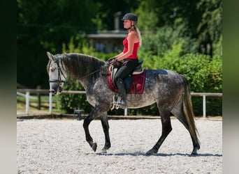 PRE Mix, Stute, 6 Jahre, 160 cm, Apfelschimmel