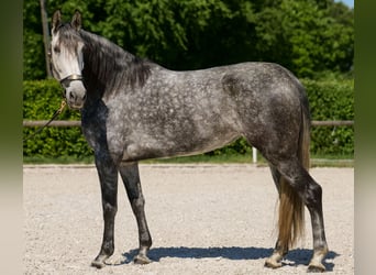 PRE Mix, Stute, 6 Jahre, 160 cm, Blauschimmel