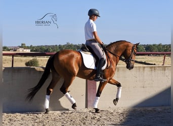 PRE Mix, Stute, 6 Jahre, 160 cm, Brauner