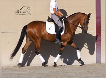 PRE Mix, Stute, 6 Jahre, 160 cm, Brauner