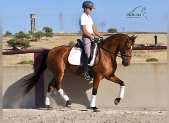 PRE Mix, Stute, 6 Jahre, 160 cm, Brauner