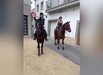 PRE, Stute, 6 Jahre, 160 cm, Brauner