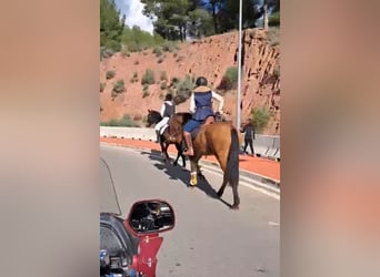 PRE, Stute, 6 Jahre, 160 cm, Brauner