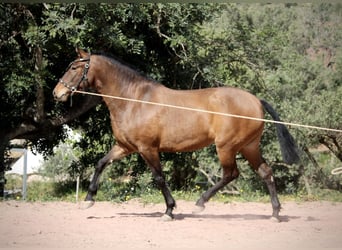 PRE, Stute, 6 Jahre, 160 cm, Brauner