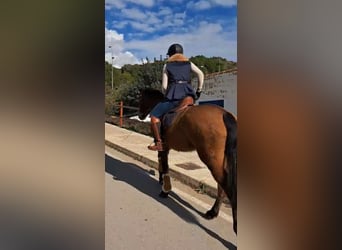 PRE, Stute, 6 Jahre, 160 cm, Brauner