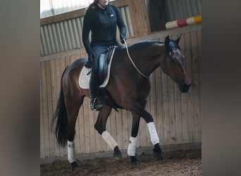 PRE Mix, Stute, 6 Jahre, 160 cm, Brauner
