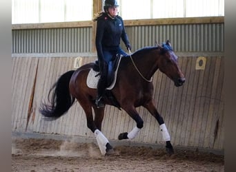 PRE Mix, Stute, 6 Jahre, 160 cm, Brauner