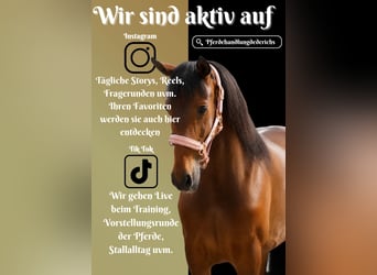 PRE Mix, Stute, 6 Jahre, 160 cm, Brauner