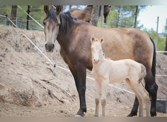 PRE, Stute, 6 Jahre, 160 cm, Buckskin