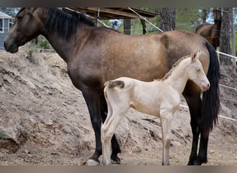 PRE, Stute, 6 Jahre, 160 cm, Buckskin