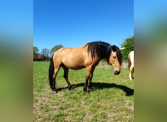 PRE Mix, Stute, 6 Jahre, 160 cm, Falbe