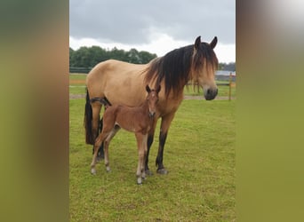 PRE Mix, Stute, 6 Jahre, 160 cm, Falbe