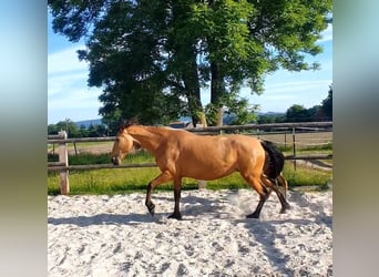 PRE Mix, Stute, 6 Jahre, 160 cm, Falbe