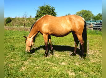 PRE Mix, Stute, 6 Jahre, 160 cm, Falbe